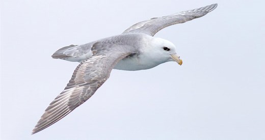 Northern Fulmar Identification, All About Birds, Cornell Lab of Ornithology