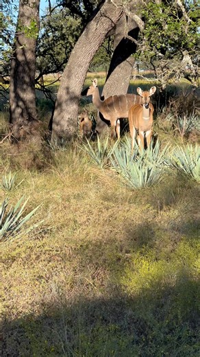 Morning love | Dale Schuster