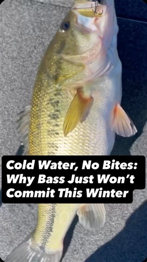 How do you find bass to catch in the cold? 🥶 Struggling to catch bass in the cold? Remember, their activity levels match the water temp and right now, it’s too chilly for them. Warmer days are just around the corner! 🎣 #bassfishing #winterfishing #coldwaterfish #coldbloodedbass #bassbehavior | Kraken Bass