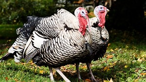 Farm-raised turkey will be in demand this Thanksgiving; where to find a local gobbler