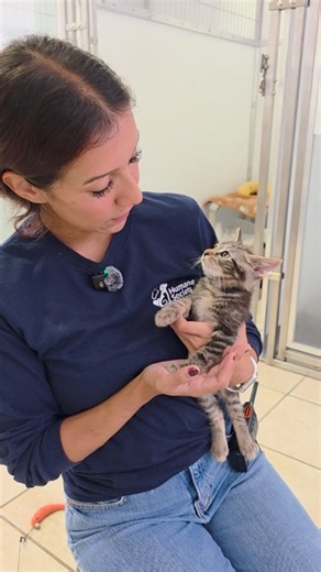 Did you know that cats use purring to communicate, self-soothe, and even heal?