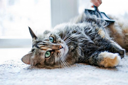 10 Ways to Keep Your Cat Healthy, According to a Vet