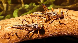 What Are Locusts And Why Are They Dangerous? - video Dailymotion