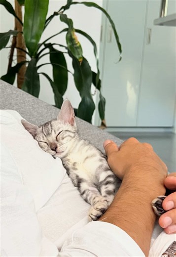 Forever a baby 🤍🐾 #catsoftiktok #bengalcat #catbaby #cutecat #catlover