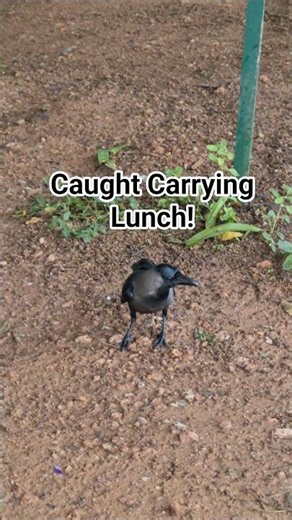 A Crow Caught Carrying Its Lunch 🐦 #nature #crow #birdlovers #naturelovers #birds #shorts