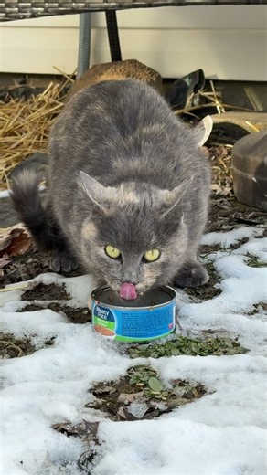 she came back gone for 5 days "Momma and her baby kittens" & "Cutie" strays #shorts #video #cat