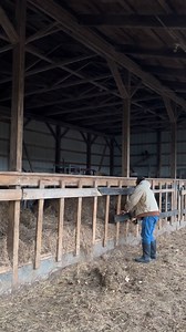Watch til the end to see the updated feeders in use. Normal calf/cow feeders tend to be slanted to prevent calves from jumping through. Hopefully this helps  #calves #diy #foryoupage #fyp #barnlife #fypシ #November #coldweather #Fix #boards #feeders | Walnut Lane Farms | Facebook