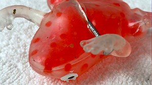 149K views · 464 reactions | Emergency Surgery for Orbeez Frog! ✂️ #123go | 123 GO | Facebook