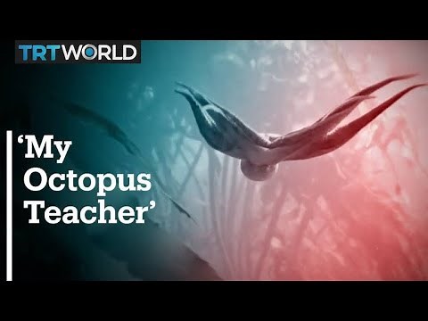 South African documentary “My Octopus Teacher” is up for an Oscar