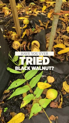 Guide to Foraging and Opening Black Walnuts