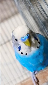Happy budgie chirping sounds