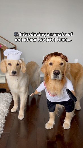 Ratatouille movie but with dogs 🐶😂 #dog #dogsoffacebook #puppies #puppy #goldenretriever | Daisythegoldiee