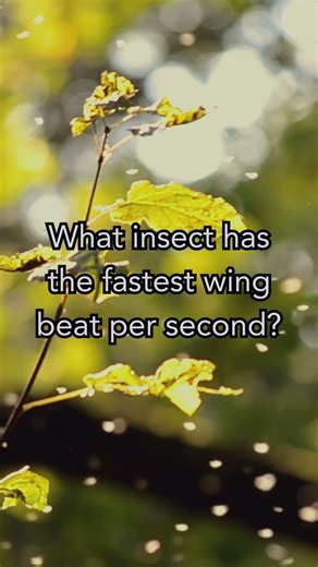 The Insect That Flaps Faster Than Your Eye Can See! 😱🐝💨