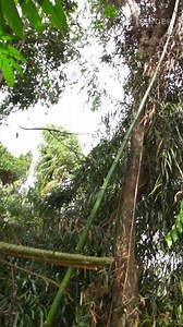 136K views · 172 reactions | Rattan harvesters' days start at 8 a.m. when they venture into Borneo's rainforest, where the challenging task of #harvesting rattan begins with carefully cutting out clumps of ripe vines with machetes. #farming. #Indonesia | Insider | Facebook