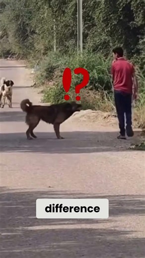 He Didn’t Run… And the Dog Backed Off 🐕😮