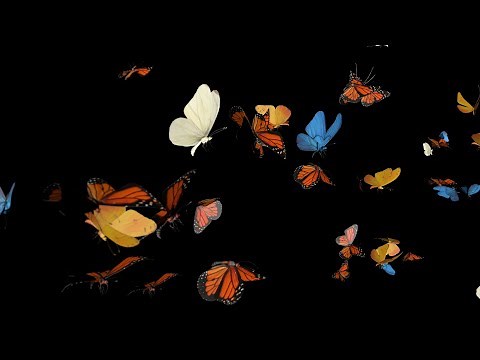 Colorful butterfly 3D Animation Stock Footage