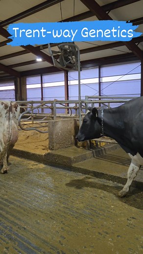 97K views · 3.3K reactions | Cows headed to be milked Trent Way Genetics | Trent Hendrickson | Facebook