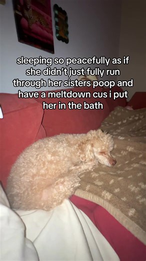 i think me and angel were both shocked watching her fully step into a giant pile of poop