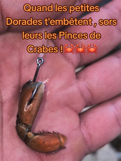 Peche à la Pince de Crabe : Quand les petites Dorades t'embêtent , sors leurs les pinces de crabes ! À Suivre 😁😁 #peche #surfcasting #fishingtok #sunset #fishinglife @River Monsters @Cyril Chauquet