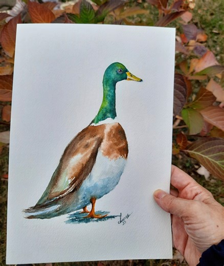 Mallard Duck Watercolor Painting: Original Bird Illustration, 7x10" - Etsy