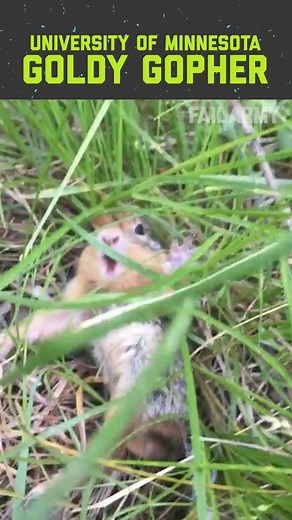 75K views · 476 reactions | 8 Hilarious Football Mascot Fails!  | FailArmy | Facebook