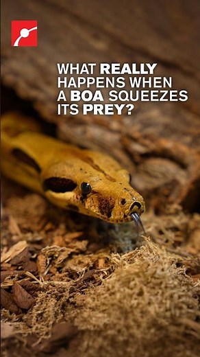 Boa Constrictor's Squeeze: What Really Happens