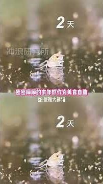 Raising a 2mm Crab: A Tiny Miracle Unveiled