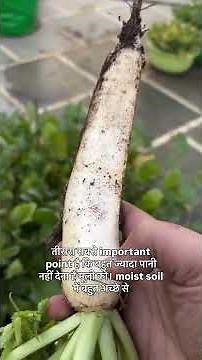 Growing Radish Is Very Easy! Beginner-Friendly Winter Veggie Guide