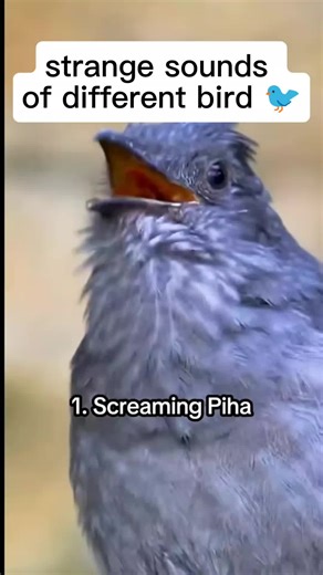 Strange Sounds of Different Birds in Nature