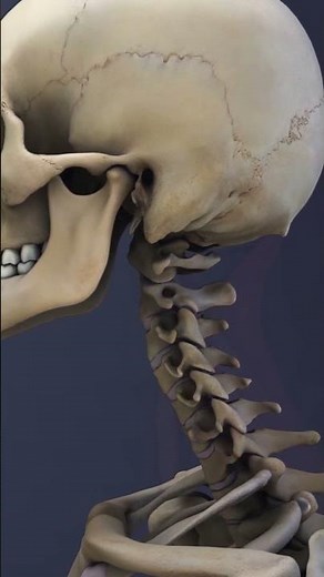 Muscles Connected to the C1-C2 Vertebrae