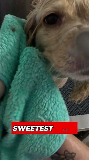 Ear Cleaning for Cocker Spaniels Essential Tips! 🧼