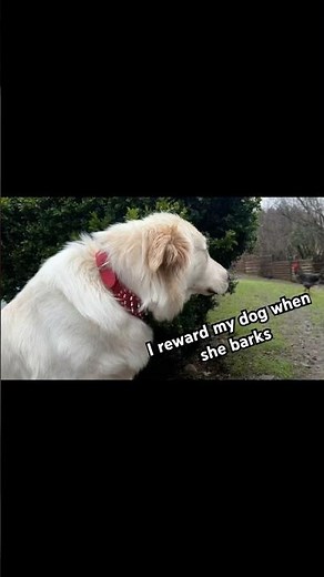 Teaching My Great Pyrenees Fedila Which Bark matters