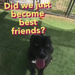 11 reactions · 15 shares | As temperatures rise, so do the #summervibes. The dogs love to get out and enjoy the beautiful weather. Our volunteers and employees work very hard to get our pups out for enrichment days. If you would like to be part of our wonderful volunteer team, please message us through Facebook. You can do everything from walking, bathing, and playing with dogs to building toys or doing laundry. Every little bit helps. | Pinal County Animal Care and Control | Facebook