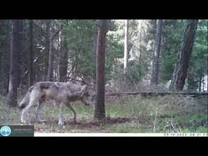 Grey wolf captured on trail camera in Montana
