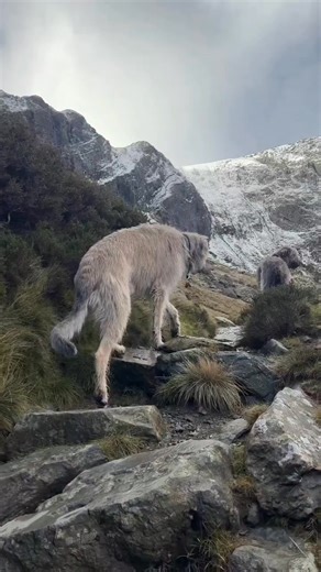 🥰🥰 | Irish Wolfhound Club