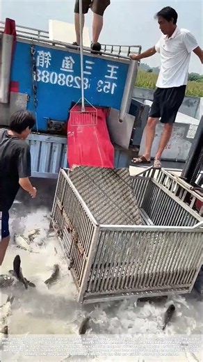 Spilling the Catch: How a Wayward Hose Sent Fish Skittering Across the Pavement