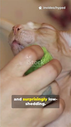 🕊️✨The Sphynx Cat Blueprint: Why 🧬They Aren’t "Just Hairless" 🐾 101:Wonders 🐈‍⬛✨ #cattraining