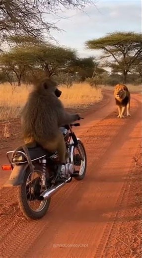 🐒🔥🦁 Monkey Faces Off With a Lion on the Road #wildlife #funnyanimals #animals #monkeyfunny #monkey