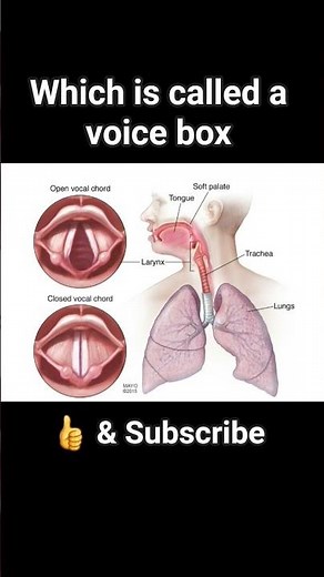 Which is called a voice box? #human #physiology #anatomy #sciences
