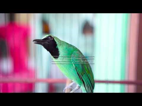 Cucak Ijo Gacor Materi Materi Roll Tembak Cocok Buat Ces Cak Ijo Yang Mau Gantang