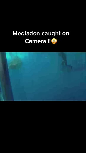 Megalodon Sightings in New Caledonia | Amazing Underwater Footage