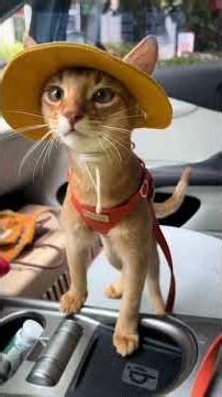 Qual è la razza di gatto più intelligente del mondo?🐱🧠