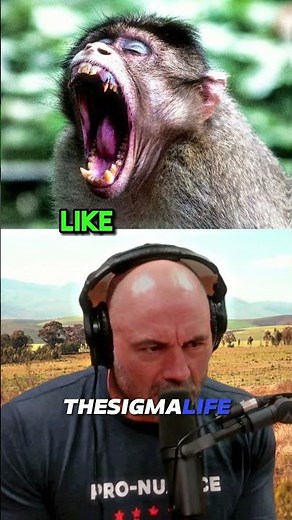 Why BABOONS are the Most EVIL Monkeys on EARTH | JRE #joerogan #jre #animalshorts