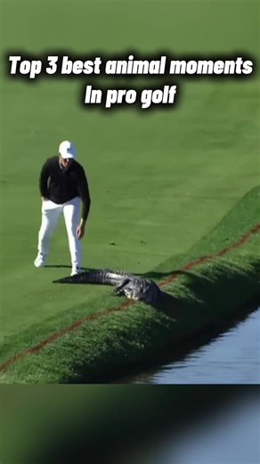 Top 3 Memorable Animal Moments in Professional Golf