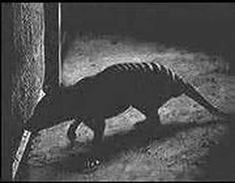 Last Tasmanian Tiger, Thylacine, 1933