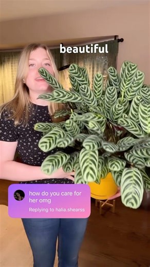 Prayer plant tips and tricks🪴 #plantcaretips #indoorplants #houseplants #plants #plantlover