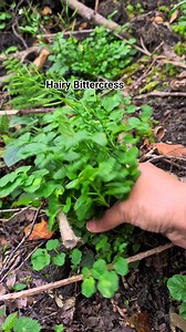 Hairy Bittercress ผักกินได้ #reels #fye #viral #food #wildfood #nature #homemade #thaicooking #liveinUk #England #foodprep #fungi #thaifood #fblifestyle | สาวอุดร จ้อนซิ่นแลน