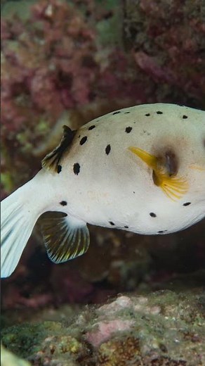 🎤 Arothron Dog Face Puffer Care – Quick Guide! #fish #exoticaquariumfish #fishtank #aquarium