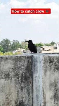 how to catch crow