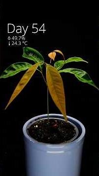 This is how I grew a tiny lychee tree from seed in #timelapse